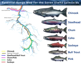 Elwha River salmon range map (Nat'l Park Service)