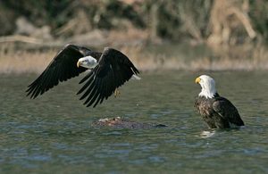 Bald Eagles