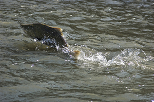 Nooksack chinook (NWIFC)